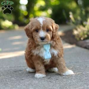 Mason, Cavapoo Puppy